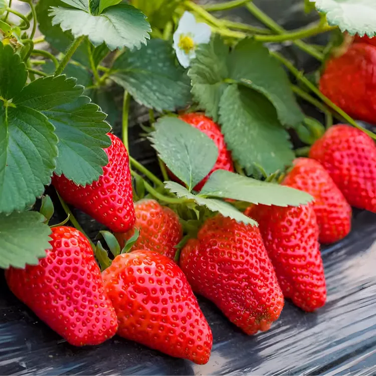 【奶油草莓种子】家庭阳台盆栽四季易活奶油红草莓种籽子大草莓种籽