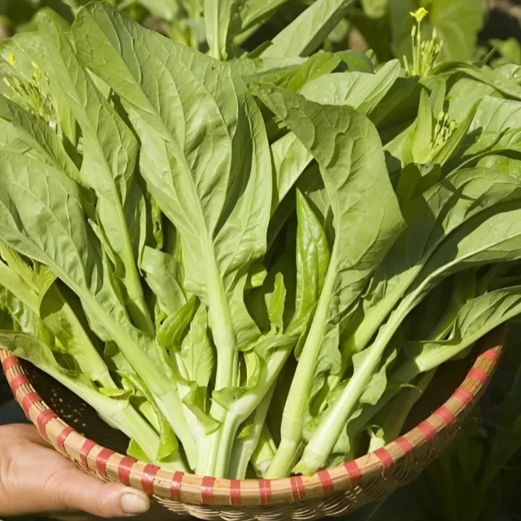 白菜苔种子种籽菜种苔菜四季菜心菜苔蔬菜孑菜芯莱菜籽心籽种