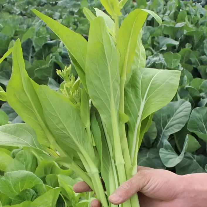 【白菜苔种子】种籽菜种苔菜四季菜心菜苔蔬菜孑菜芯莱菜籽心籽种