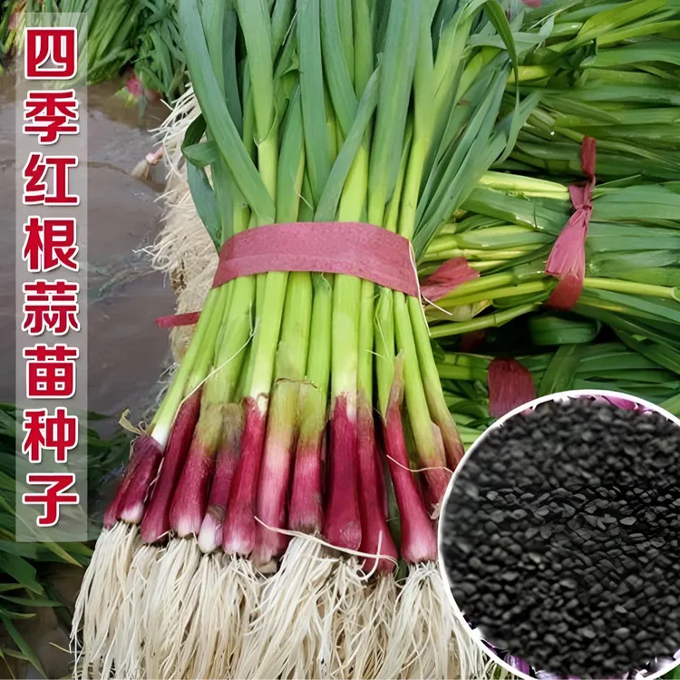 【红根蒜苗种子】四季红根大叶蒜苗种子四季播大蒜苗种子阳台盆栽