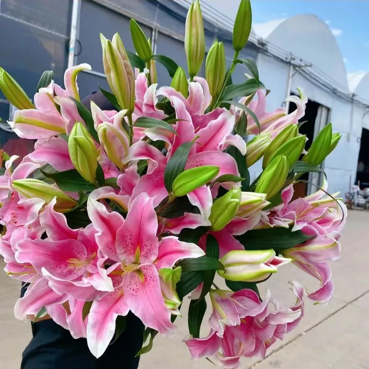 香水百合四季赏花重瓣大花朵花型阳台庭院低温全国春夏秋冬种植