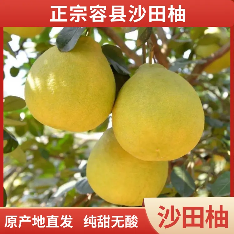 正宗容县沙田柚发源地柚子特产纯甜不酸产地新鲜采摘甜蜜水果蜜甜