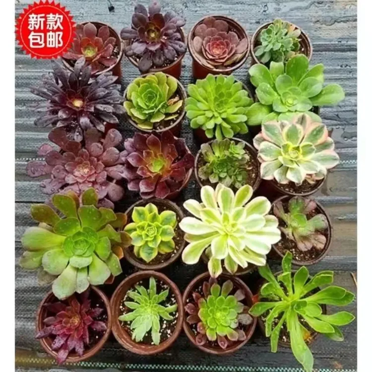 多肉法师锦小苗组合铜壶万圣节圆叶黑法师美杜莎粉女巫有根套餐