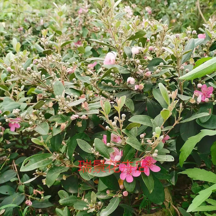 桃金娘树苗捻子树苗美观盆栽培庭院植物山稔子树苗桃金娘盆景树苗