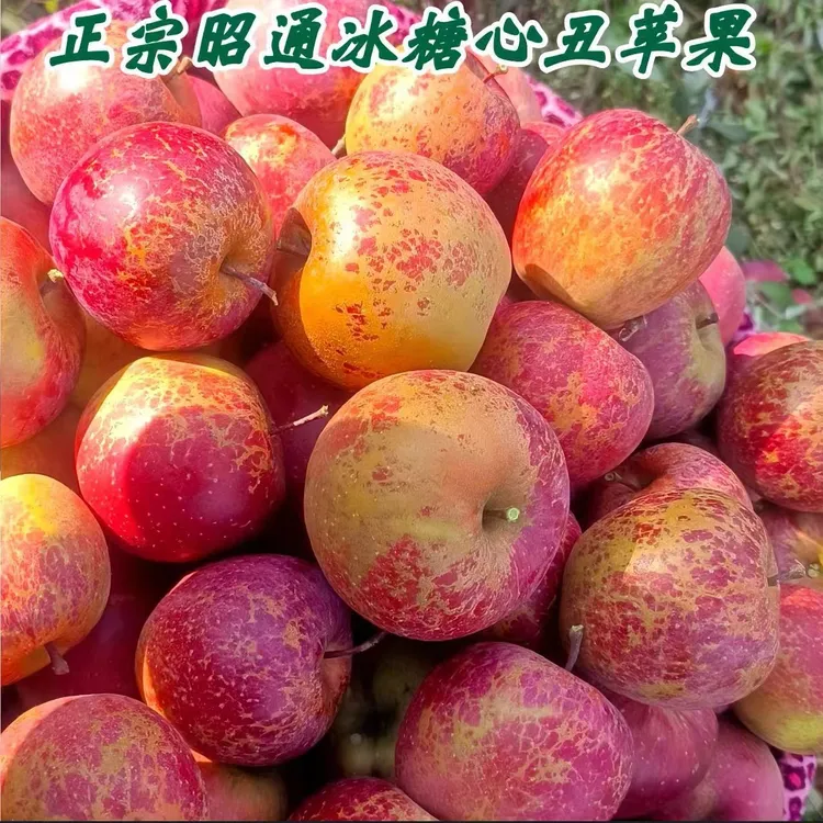 正宗云南昭通冰糖心丑苹果冰糖苹果大凉山苹果水果产地直发5/9斤