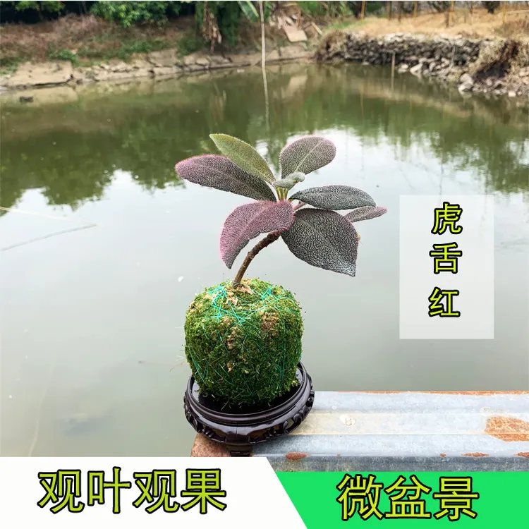 虎舌红盆栽微盆景苔耐阴植物小盆栽苔藓球好养易活室内盆景绿植