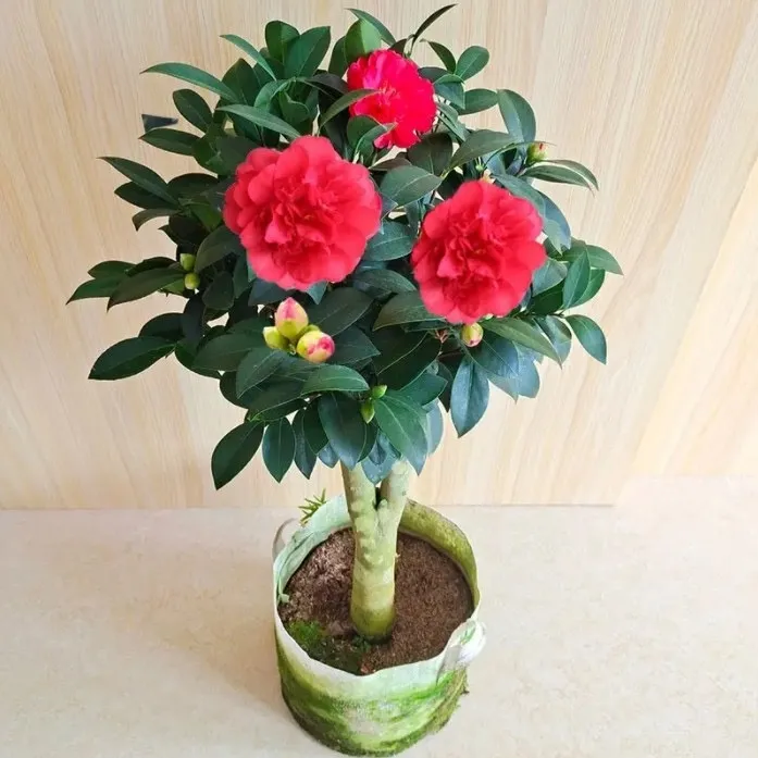 四季开花不断夏日七心夏梦文清衍平茶花盆栽室内阳台庭院花卉