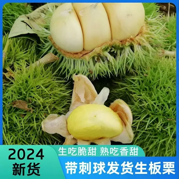 【板栗刺球】2024年新鲜板栗带刺球粉糯香甜白皮嫩板栗现摘现发栗子