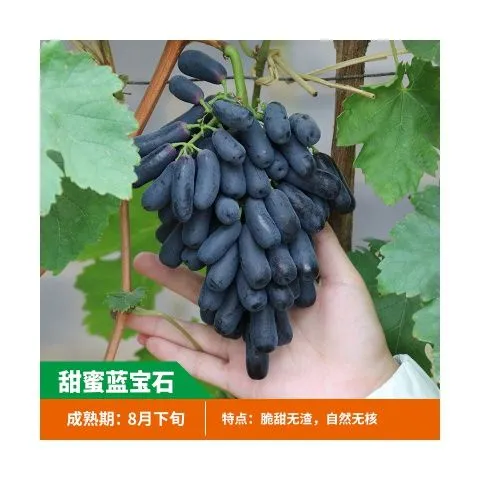 嫁接甜蜜蓝宝石葡萄苗无籽无核新品种当年结果南方北方种植果树苗