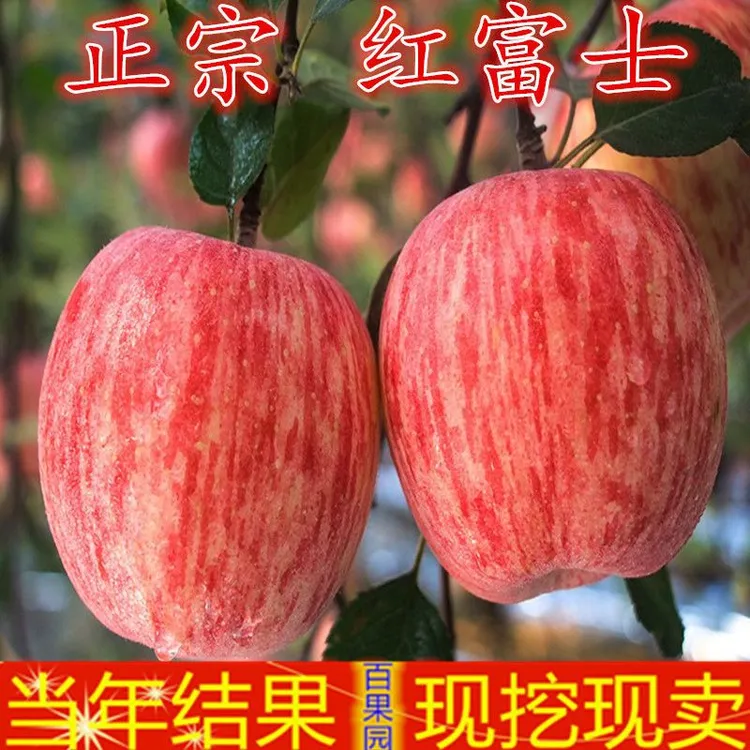 苹果树活苗嫁接特大红富士果苗南北方种植带土当年挂果脆甜新品种
