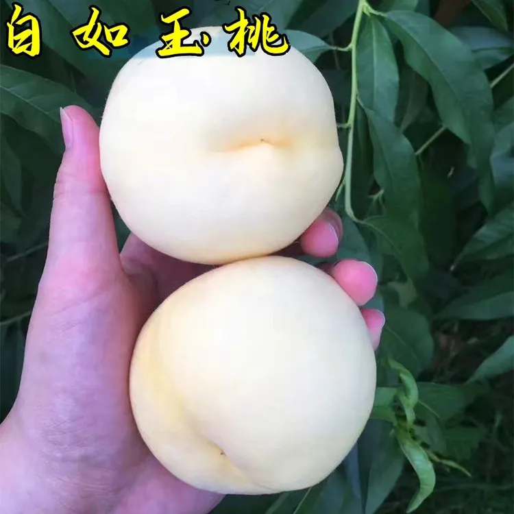 白桃树苗新品种 白如玉桃树苗 白如雪桃树苗时间长特耐贮运白桃苗