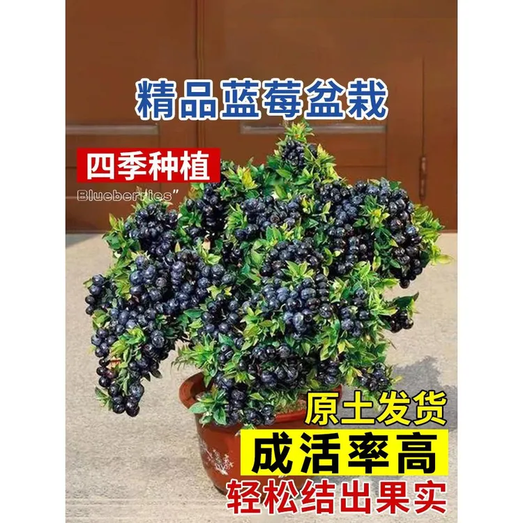 蓝莓苗盆栽蓝莓树果苗北方南方种植四季果树薄雾兔眼特大阳台带果