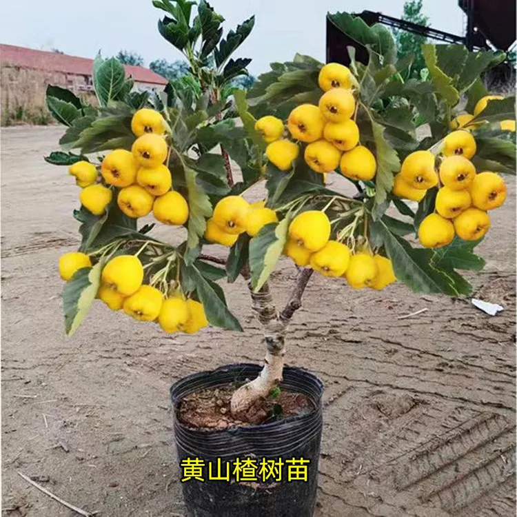 正宗黄金豆黄山楂树苗甜山楂大金星树嫁接山楂苗南北简单好养耐寒