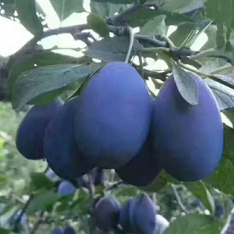 西梅美人李子树苗新品种嫁接当年结果超甜南方北方种植李子苗