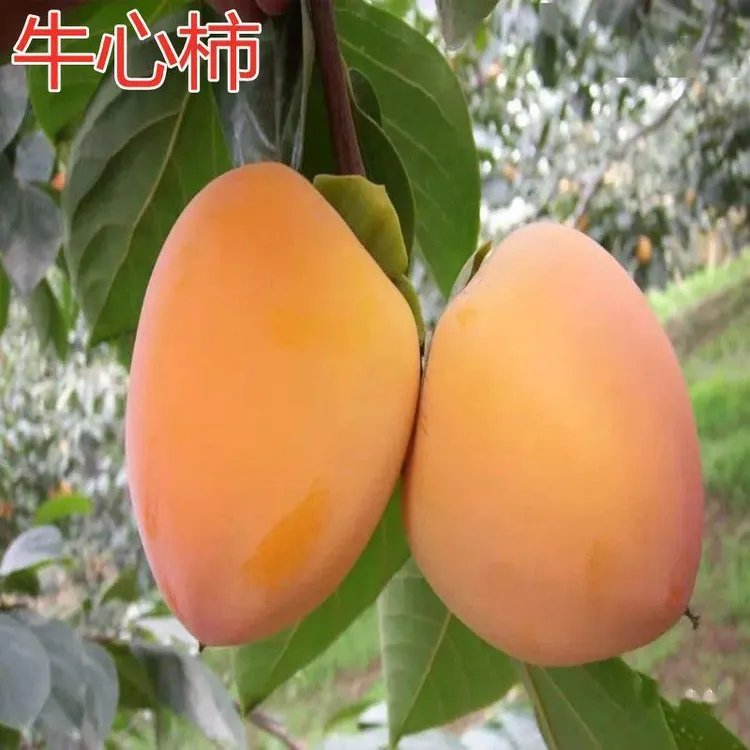 正宗牛心柿子树苗富平尖柿子苗嫁接柿苗地栽苗南北方种植当年结果