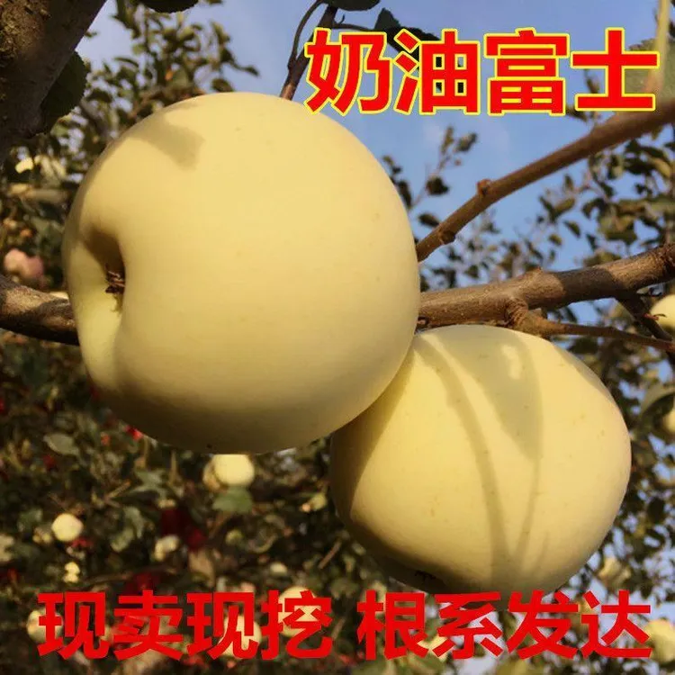 奶油富士苹果树苗苹果果树苗盆栽地栽南北方种植当年结果