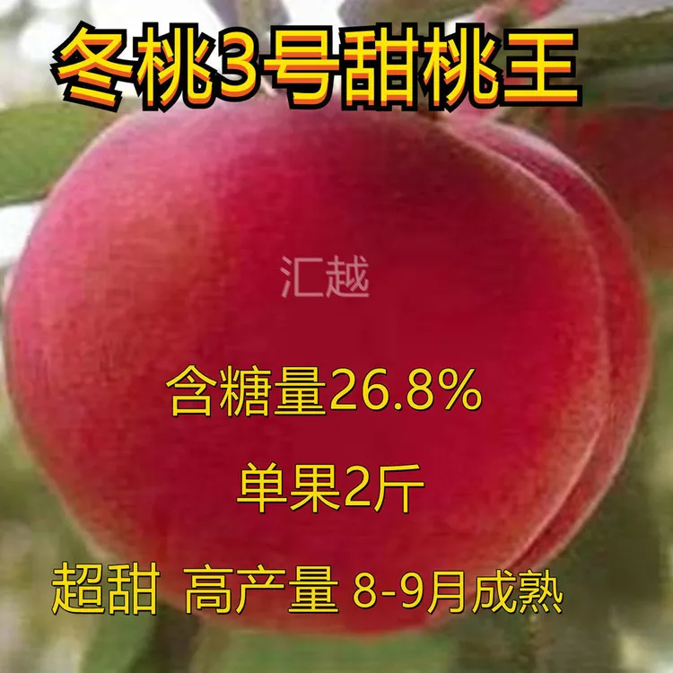 嫁接桃树苗特大新品种桃树苗冬桃树苗盆栽地栽苗南北方种植果树苗