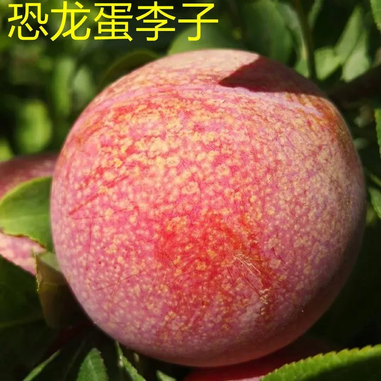 美国恐龙蛋李 红心李子苗 血丝李子树苗新品种李子树南方北方种植