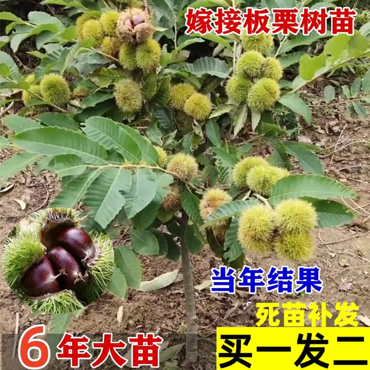板栗苗树嫁接地栽南方北方种植大红袍特大板栗树果树果苗当年结果