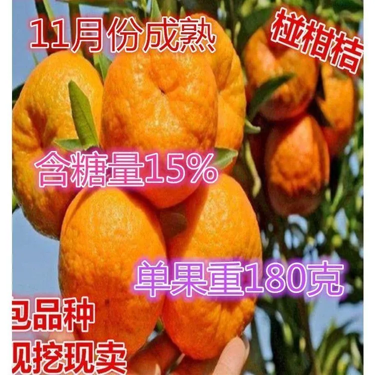 椪柑桔树苗 橘子树苗 耐寒盆栽地栽果树苗 南北方种植 当年挂果苗