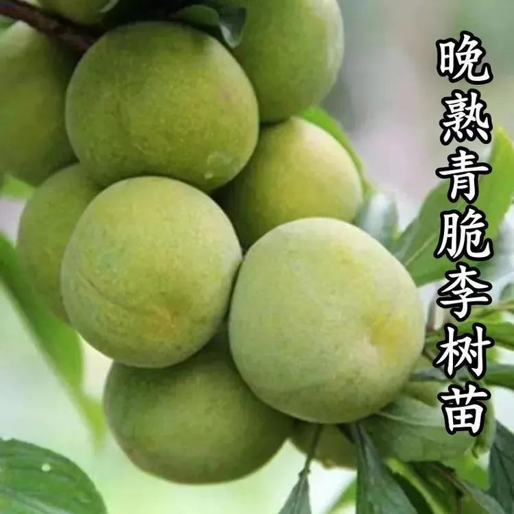 四川汶川晚熟青脆李树苗嫁接脱骨李子树苗青脆李子苗南方北方种植