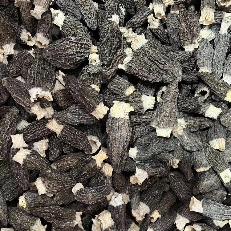 头茬肉质肥厚煲汤鲜美特级羊肚菌