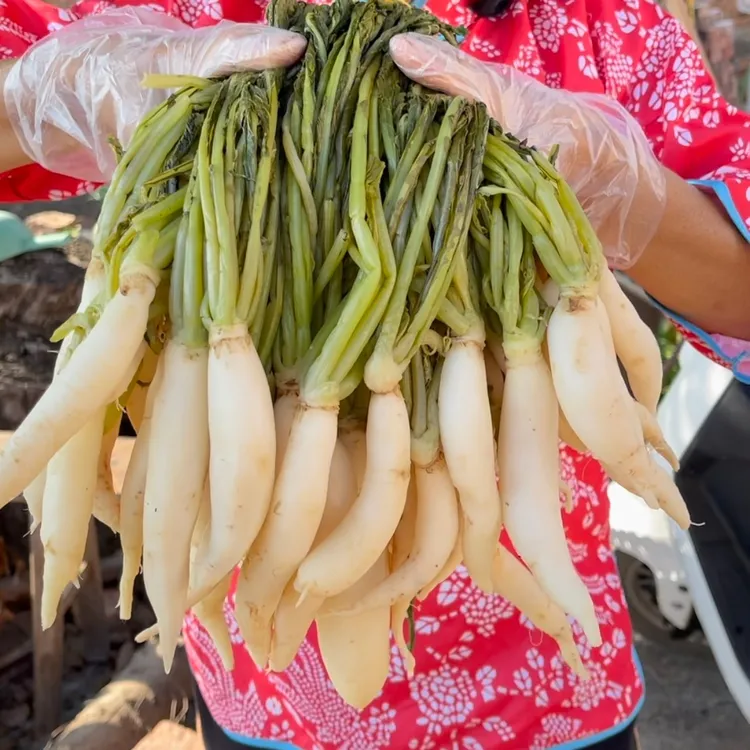 广西灵山萝卜菜家乡特产萝卜苗腌制酸菜萝卜梗咸菜下饭菜500g/包