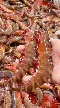 天然海捕大号黑虎虾(7-9头/斤) 野生鬼虾/红爪虾活冻锁鲜发货