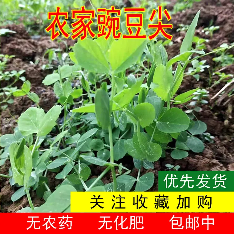 四川新鲜豌豆尖豌豆苗现摘农家自种时令蔬菜