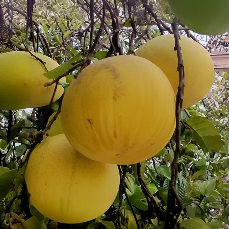 梁山柚麻柚重庆梁平特产柚子产地直销平顶柚农家现摘新鲜药柚水果