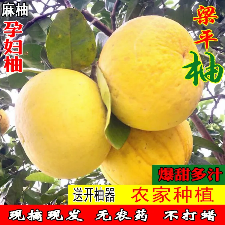 自种梁平柚子正宗产地直销现采秋天送人老树果白心孕妇新鲜天然