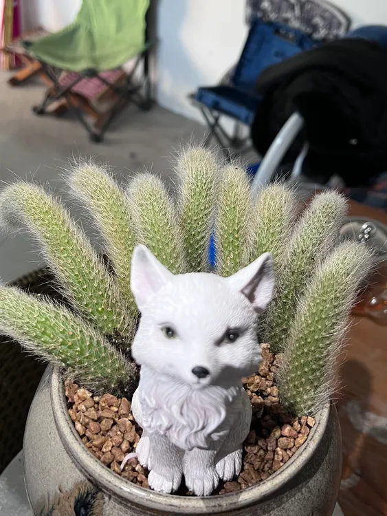 九尾狐小苗 长白毛 多肉植物好养开花【脱土发货】