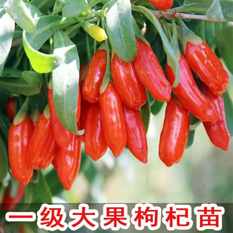 枸杞树苗 食用枸杞叶苗大叶枸杞苗 种植苗南方新鲜蔬菜枸杞子盆栽