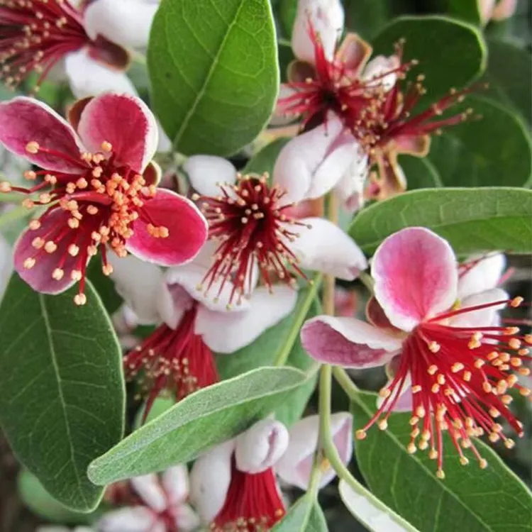 菲油果树苗大苗南方盆栽地栽棒棒糖安德烈阳台露台斐济果长绿植物