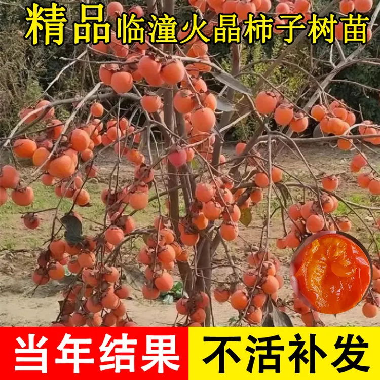 临潼火晶柿子树苗软甜嫁接小火罐柿子盆栽庭院地栽南北方种果树苗