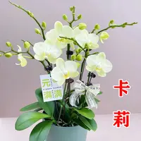 卡莉蝴蝶兰带花剑蝴蝶兰大苗带花苞盆栽兰花苗客厅室内外花卉植物