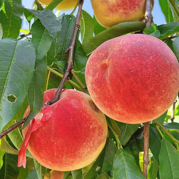 正宗山东蒙阴纯甜映霜红冬桃金秋红蜜毛桃新鲜应季水果脆甜新鲜