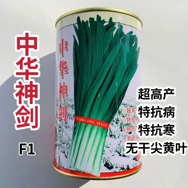 平龙中华神剑韭菜种子特抗寒抗病高产无干尖黄叶不休眠韭菜种子籽