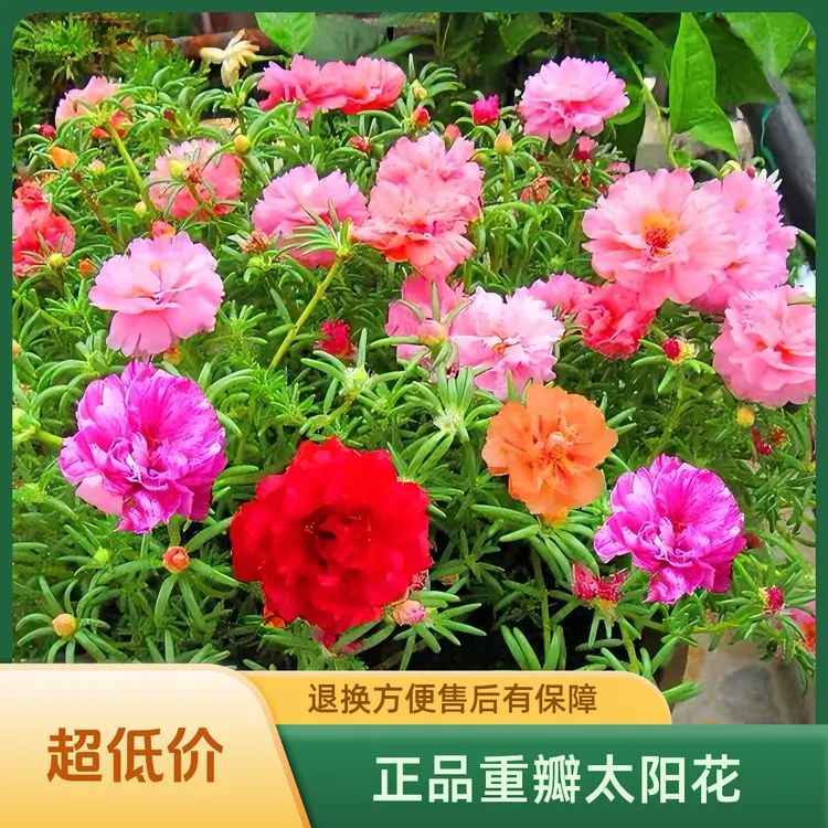 太阳花种子重瓣混色四季种植室外阳台盆栽发芽种籽易活易播种花园