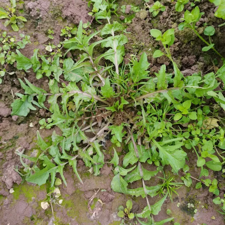 新鲜野菜荠菜现挖地菜荠荠菜重庆野生荠菜水饺荠菜馅岌岌菜