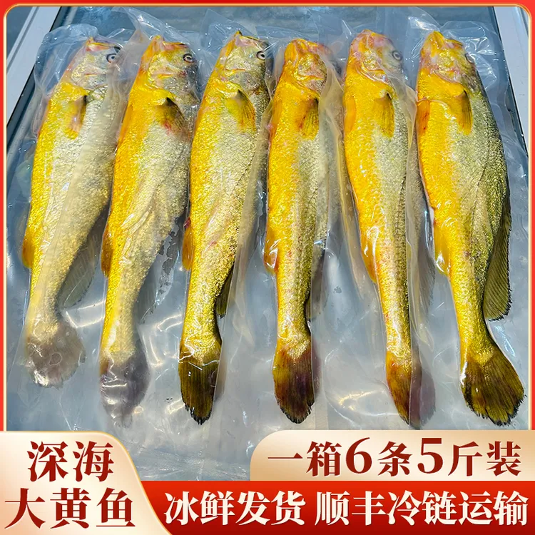 宁德深海大黄鱼，无土腥味无泥腥味，顺丰冷链冰鲜发货，现捕新鲜商品图
