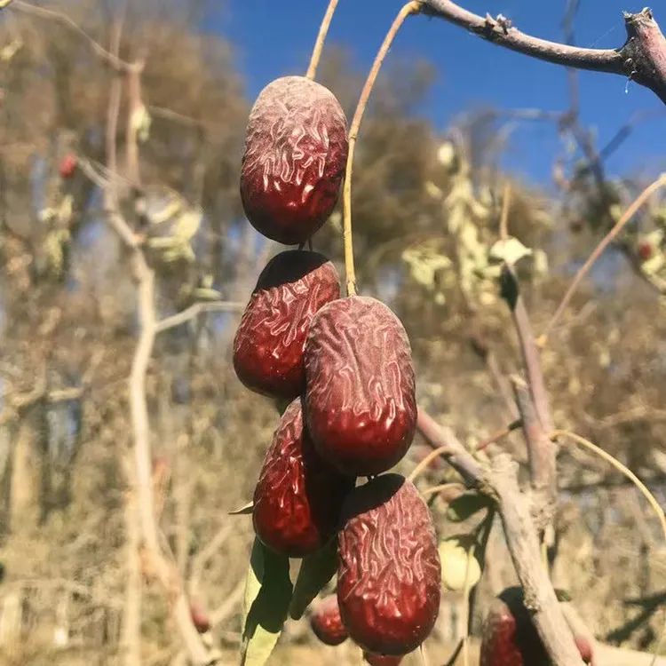大果3.5-4厘米 新疆和田发货 和田大枣新货2斤 5斤皮薄肉厚未清洗