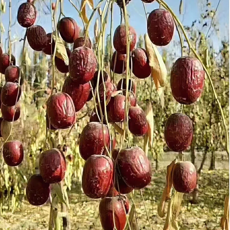 特大果4.5厘米左右 新疆和田大枣未清洗不加工2025年新枣