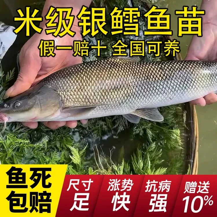 优质银鳕鱼苗淡水大鳞鲃冷淡水重庆小活体鱼好养殖食用宠物观赏鱼