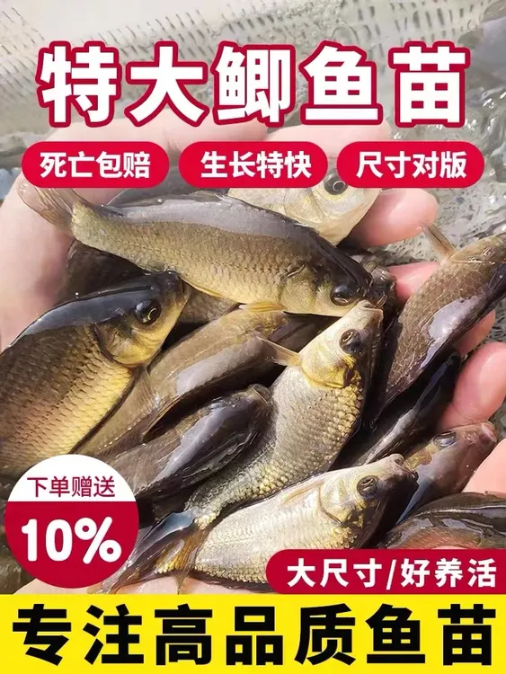 优质鲫鱼苗中科5号黄金鲫土鲫鱼淡水养殖食用鱼苗宠物观赏鱼
