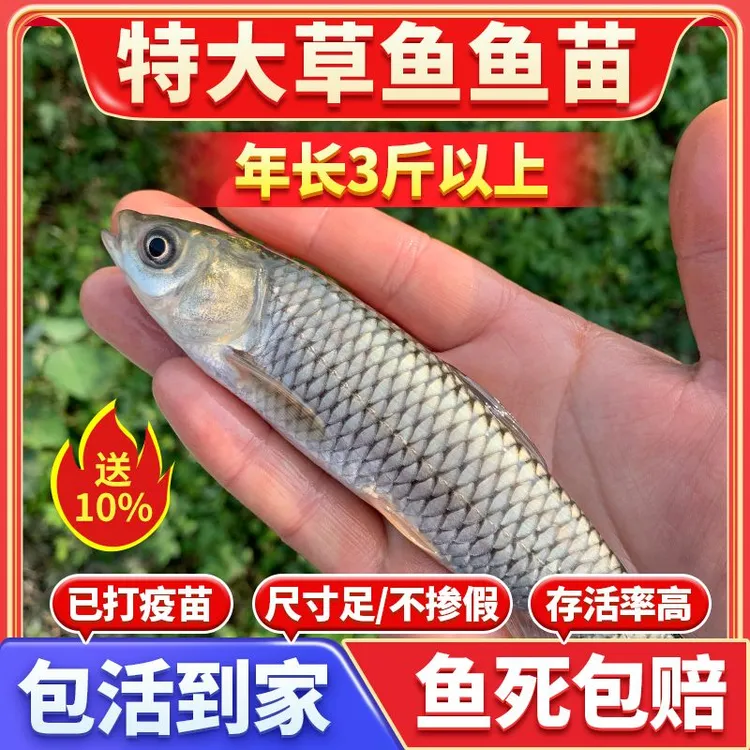 优质草鱼苗淡水养殖特大号草鲩重庆本地半斤已吃草宠物鱼苗批发