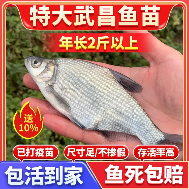武昌鳊鱼苗扁鱼淡水养殖食用柳叶边鱼特大号鱼批发包活鱼苗批发