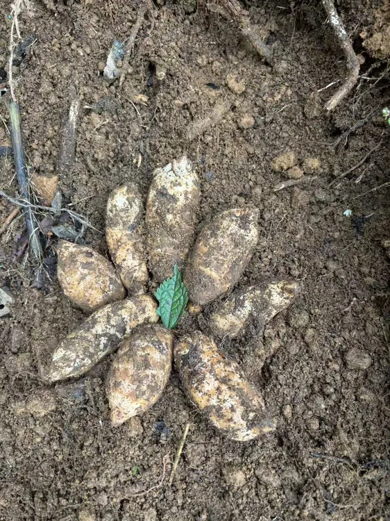 【适合自己吃】正宗小草坝新鲜小天麻秋冬现挖现发仿野生种植