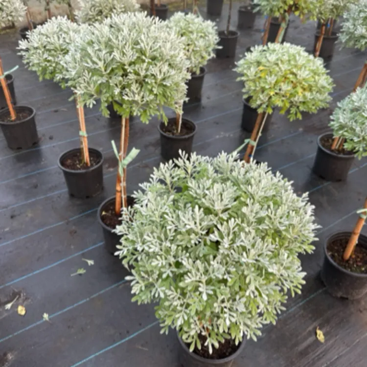 芙蓉菊棒棒糖，芙蓉菊独杆球蓬径30-40