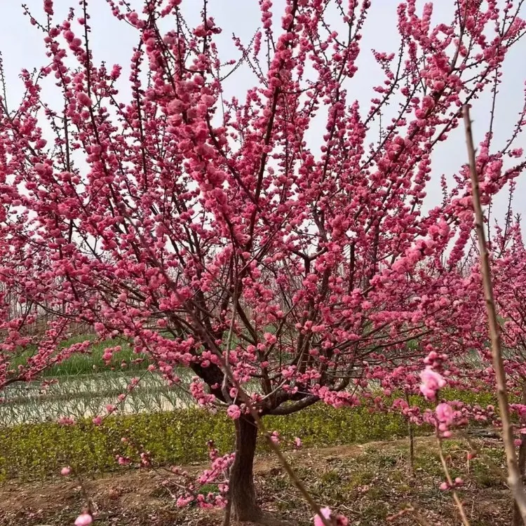 精品梅花 骨里红-红梅  梅花盆景树桩院内院外绿化盆栽地栽
